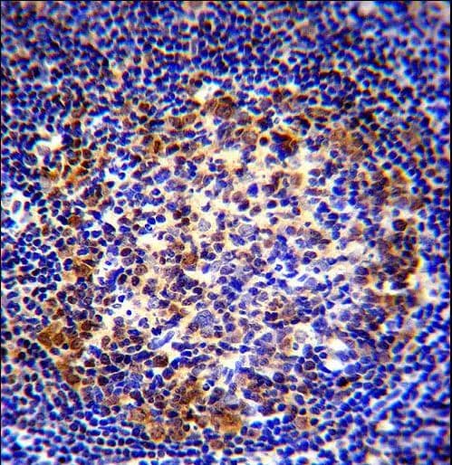PAX5 Antibody (aa178-207)