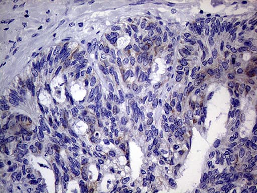AGR2 Antibody (aa21-175, clone OTI3F2)