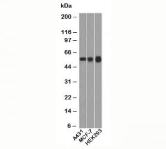 TP53 / p53 Antibody (clone BP53-12, Ready-to-Use)