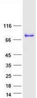 Human DBR1 Protein (Recombinant Myc-DDK (Flag))