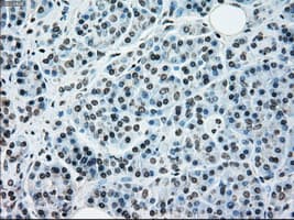 NRBP1 / NRBP Antibody (clone OTI5C3)