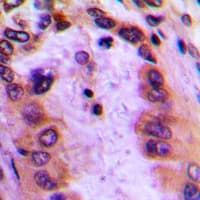 GBP4 / Mpa2 Antibody (C-Terminus)