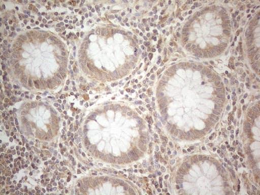 CD40 Antibody (aa21-166, clone OTI5C9)