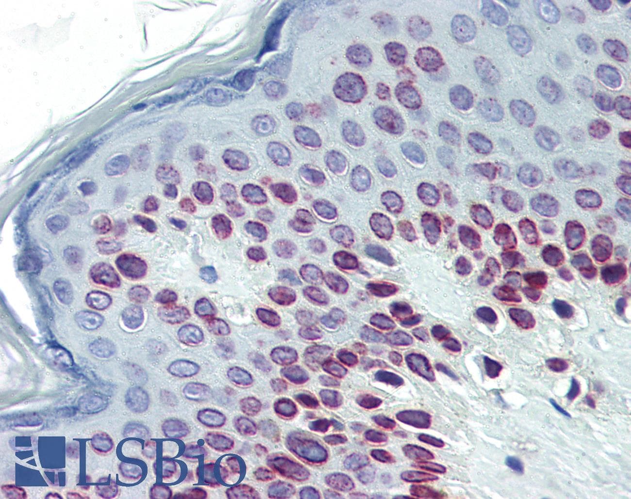 IHC-plus™ Lamin C Antibody (N-Terminus)