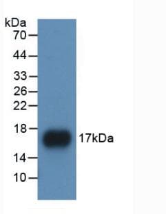 APOA1 / Apolipoprotein A 1 Antibody (Biotin)