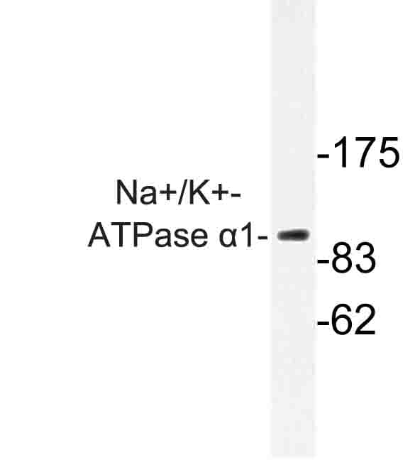 ATP1A1 Antibody (Gly19)