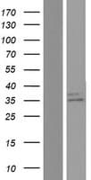 Human SGCD / Delta-Sarcoglycan Protein (Over-Expression Lysate Myc-DDK (Flag))