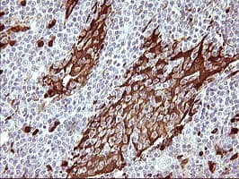 IDO1 / IDO Antibody (clone OTI2B5, Carrier-free)