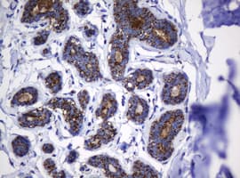 HSPD1 / HSP60 Antibody (clone OTI6F11, Carrier-free)