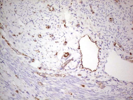 NFS1 Antibody (aa1-299, clone OTI5D1)