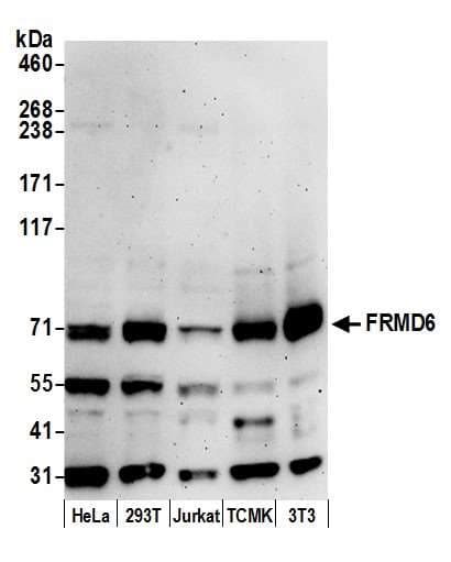 FRMD6 Antibody (aa572-622)
