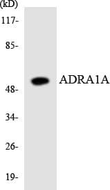 ADRA1A Antibody (aa316-365)