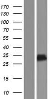 CT55 / CXorf48 Protein (Over-Expression Lysate Myc-DDK (Flag))