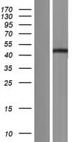 C16orf46 Protein (Over-Expression Lysate Myc-DDK (Flag))