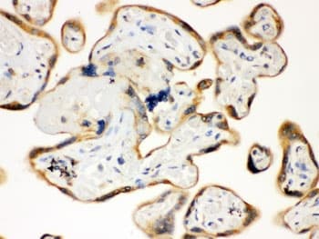 TLR7 / CD287 Antibody