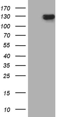 SIRT1 / Sirtuin 1 Antibody (aa552-676, clone OTI12H3)
