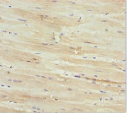 KLHL7 Antibody