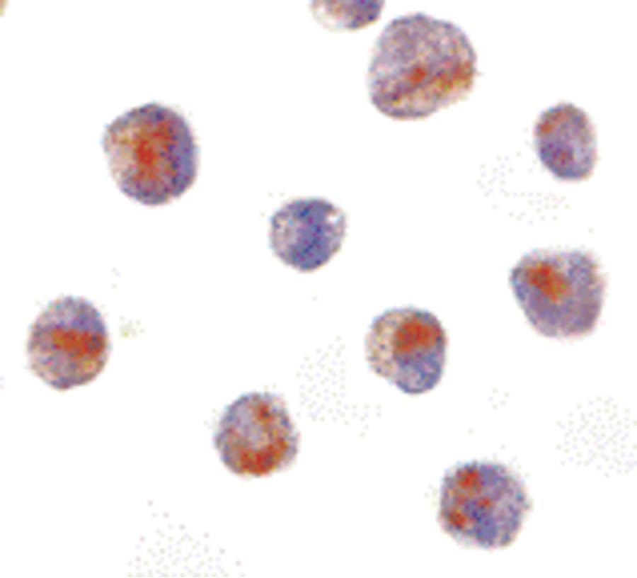 IHC-plus™ Polyclonal Rabbit anti-Human CARD8 / Cardinal / TUCAN Antibody (IHC, IF, WB)