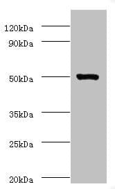 IHC-plus™ ACTL7A Antibody (aa1-435)