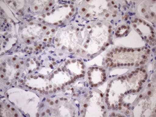 SRSF9 / SFRS9 Antibody (clone OTI5G7, Carrier-free)
