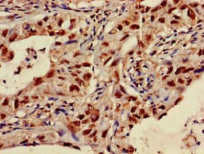 SLC35F2 Antibody