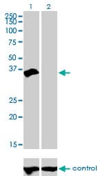 HOXD8 Antibody (clone 10F8)