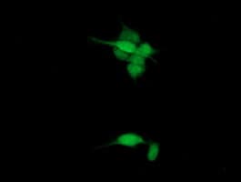Paraplegin / SPG7 Antibody (aa300-573, clone OTI1C1)