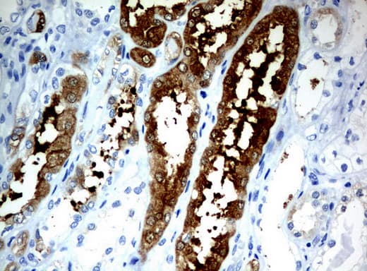 BBOX1 / BBOX Antibody (clone UMAB120)