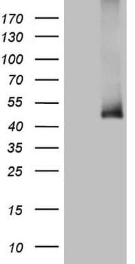 Monoclonal Mouse anti-Human ADH5 Antibody (clone OTI4H10, aa1-266, WB)
