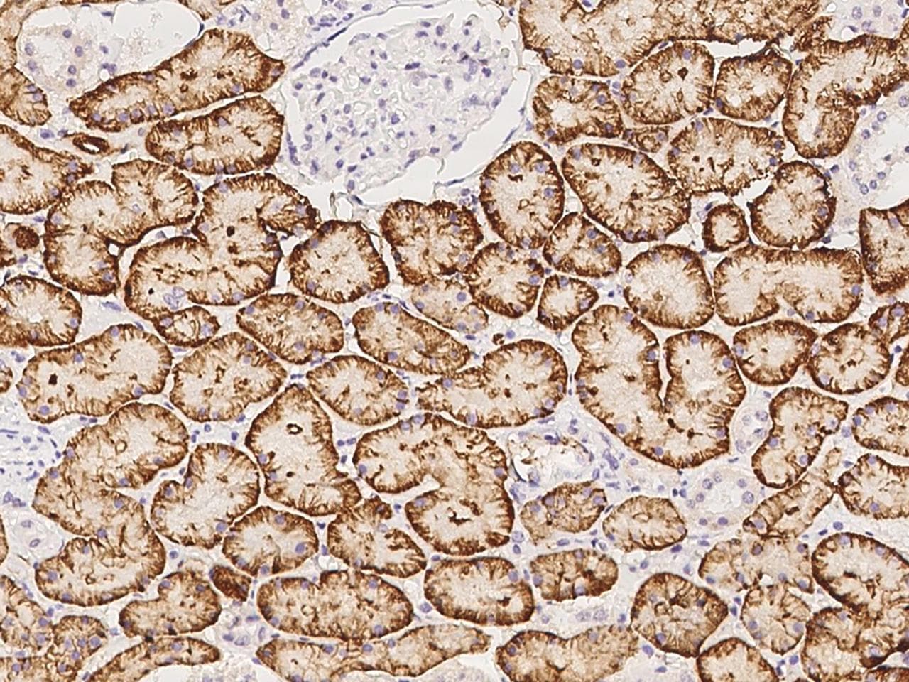 KCTD4 Antibody