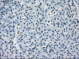 GBP2 Antibody (clone OTI2G6)