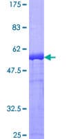 Human DAPP1 / BAM32 Protein (Recombinant GST)