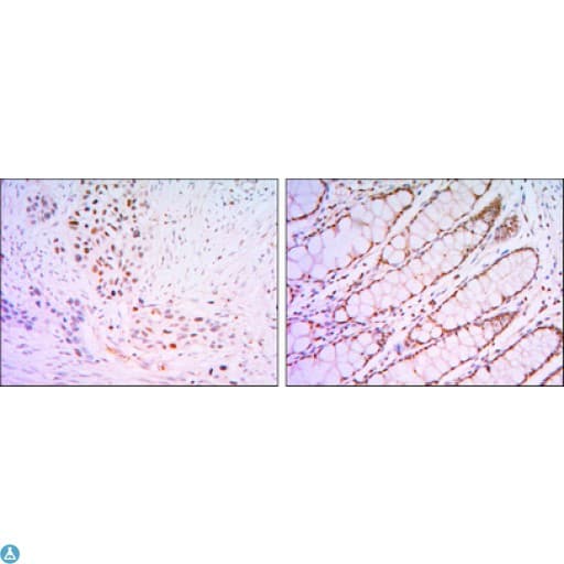 KLF4 Antibody