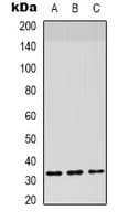 F3 / CD142 / Tissue factor Antibody (Internal)