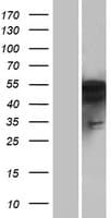 PFTK1 / CDK14 Protein (Over-Expression Lysate Myc-DDK (Flag))