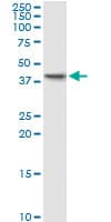 PDCL Antibody (clone 4G5)