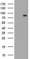 IHC-plus™ Complement C1s Antibody (clone 2A8)