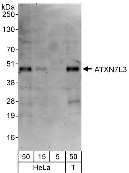 Polyclonal Rabbit anti-Human ATXN7L3 Antibody (aa297-347, WB)