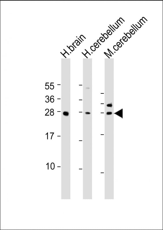 KCTD11 Antibody (aa21-53)