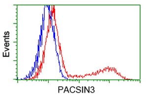 PACSIN3 Antibody (clone OTI4C5)