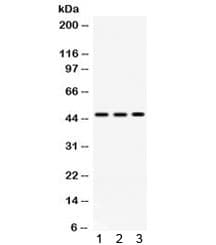 PDK4 Antibody
