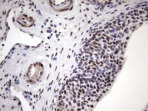 N4BP2L2 Antibody (clone OTI1C8, Carrier-free)