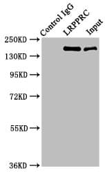 LRPPRC Antibody