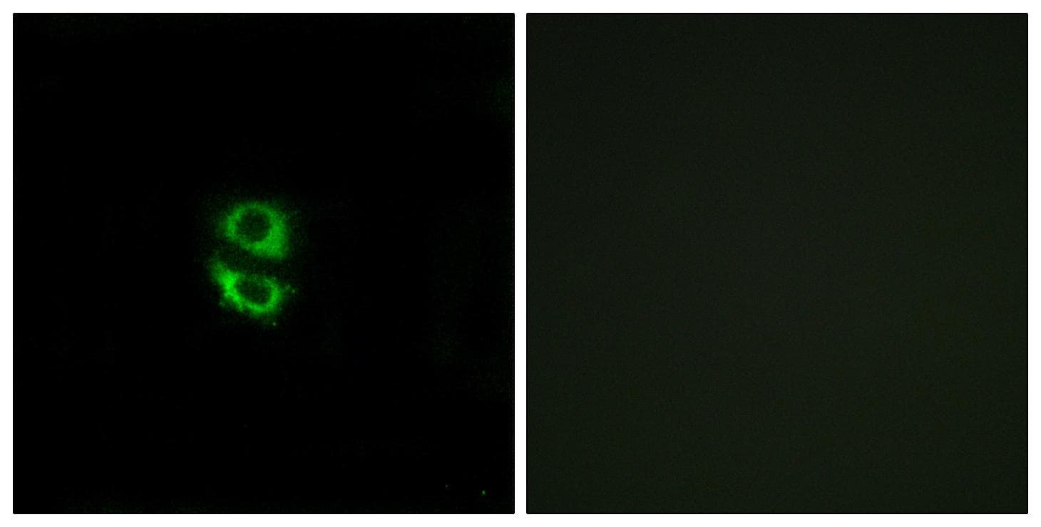 Polyclonal Rabbit anti-Human RPL39 / Ribosomal Protein L39 Antibody (IF, WB)