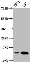 Polyclonal Rabbit anti-Human HIST1H2BN Antibody (IHC, IF, WB)