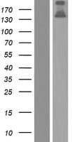 COL20A1 / Collagen XX Protein (Over-Expression Lysate Myc-DDK (Flag))