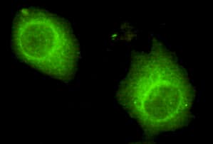 USP7 / HAUSP Antibody (C-Terminus)