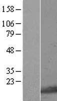 PLEKHJ1 Protein (Over-Expression Lysate Myc-DDK (Flag))