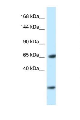 Polyclonal Rabbit anti-Rat EBF3 / COE3 Antibody (aa24-73, WB)