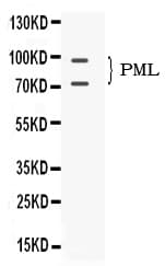 PML Antibody